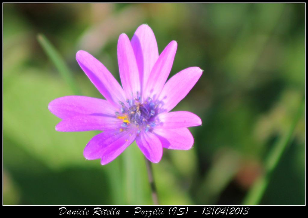 Anemone hortensis